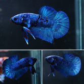#7 (New Arrival) Black Blue Avatar Plakat Tail Betta Fish - High Quality Live Aquarium Male Betta Fish